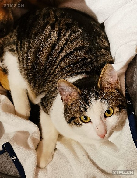 Texter — Hauskatze ♂, Vermisst seit 01.08.2025, Niederscherli (BE)