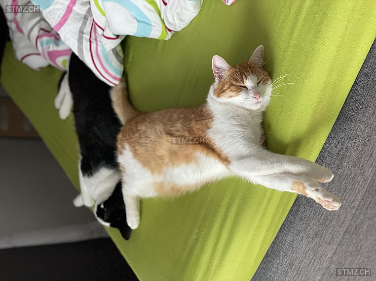 Luna — Hauskatze ♀, Vermisst seit 25.08.2025, Neuendorf (SO)