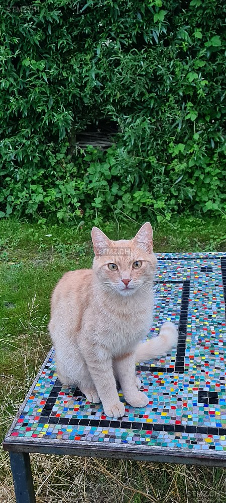 Yuki — British Kurzhaar ♂, Vermisst seit 26.08.2025, Buchs SG (SG)