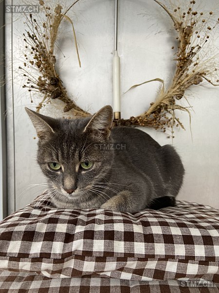 Mila — Hauskatze ♀, Vermisst seit 27.08.2025, Stachen (TG)