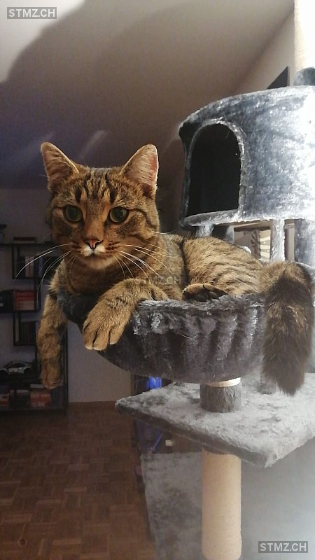 Pecco — Hauskatze ♂, Vermisst seit 27.08.2025, Möhlin (AG)