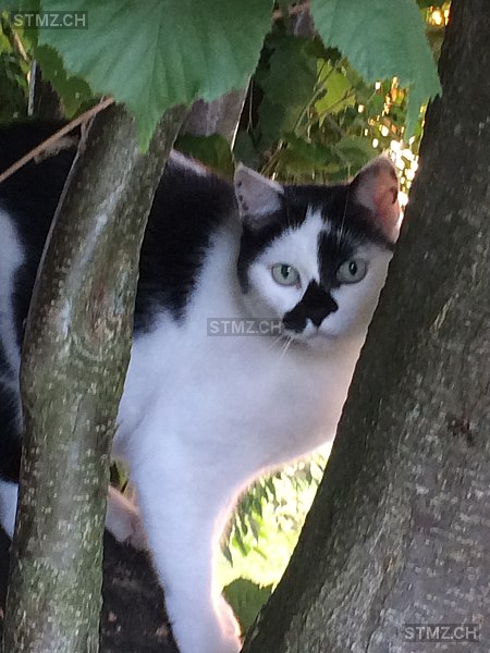 Pepina — Hauskatze ♀, Vermisst seit 29.08.2025, Bellach (SO)