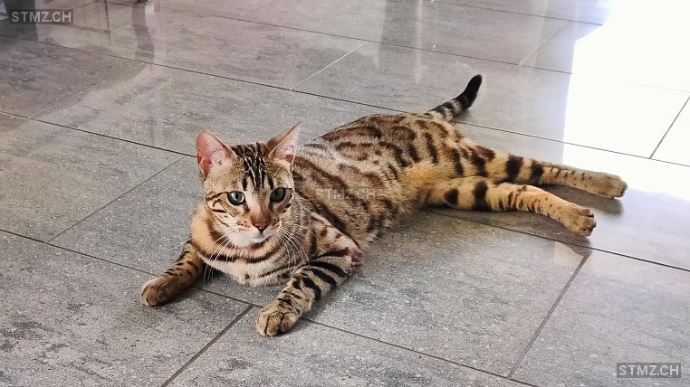 Azuki — Bengalen ♂, Vermisst seit 29.08.2025, Oberentfelden (AG)