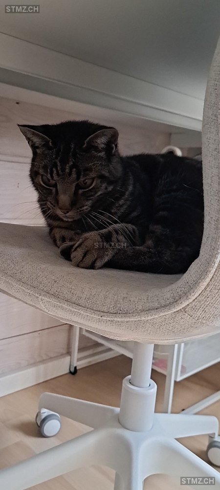 Jimmy — Hauskatze ♂, Vermisst seit 20.08.2025, Hägendorf (SO)