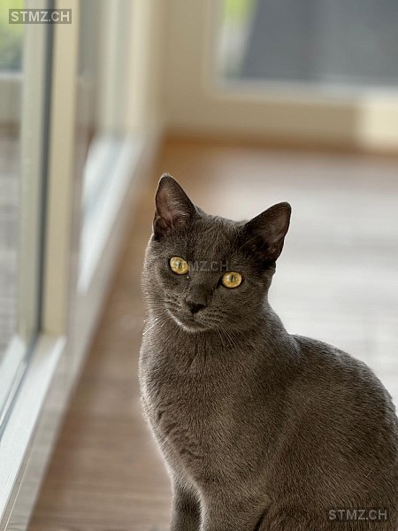 Gira — Hauskatze ♀, Vermisst seit 09.07.2025, Schötz (LU)