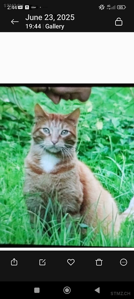 Hänsel — Hauskatze ♂, Vermisst seit 01.06.2025, Hirzel (ZH)