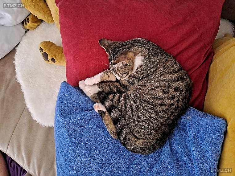 Flora — Hauskatze ♀, Vermisst seit 30.08.2025, Cordast (FR)