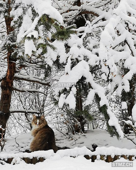 Pupushki — Hauskatze ♂, Vermisst seit 15.08.2025, Crans-Montana (VS)