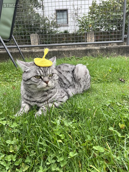 Aramis — British Kurzhaar ♂, Vermisst seit 27.08.2025, Reinach BL (BL)