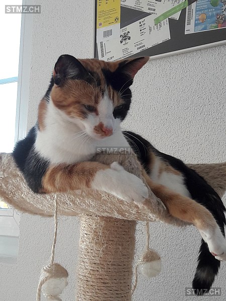 Cara — Hauskatze ♀, Vermisst seit 26.08.2025, Kradolf (TG)