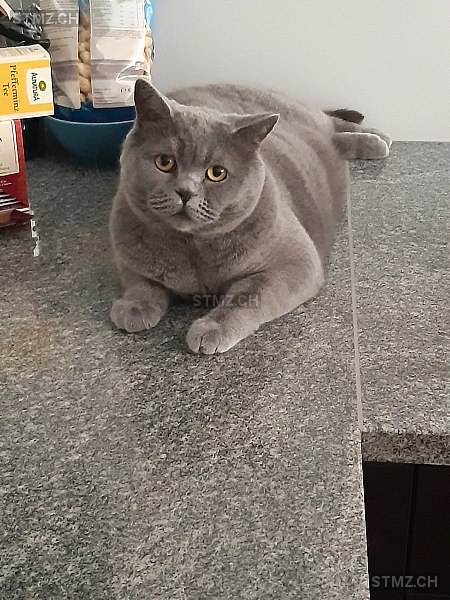 Pablo — British Kurzhaar ♂, Vermisst seit 28.08.2025, Wallisellen (ZH)