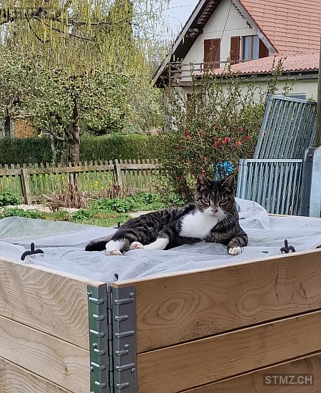 Flipsy — Hauskatze ♂, Vermisst seit 30.08.2025, Rothenbrunnen (GR)