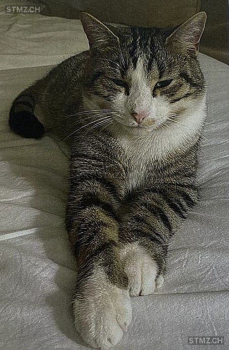 Moritz — Hauskatze ♂, Vermisst seit 01.06.2025, Stans (NW)