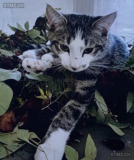 Samoza — Hauskatze ♂, Vermisst seit 01.06.2025, Stans (NW)