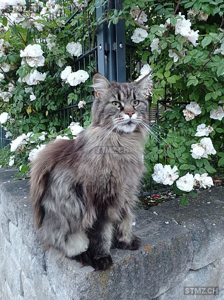 Fricoti — Maine Coon ♀, Vermisst seit 27.08.2025, Le Mouret (FR)