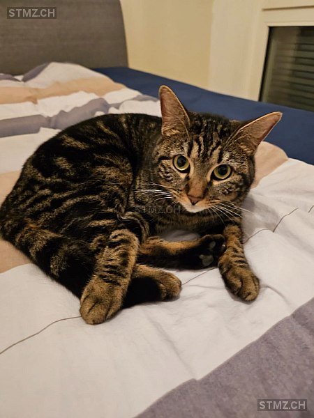Taya — Hauskatze ♀, Vermisst seit 28.08.2025, Rothrist (AG)