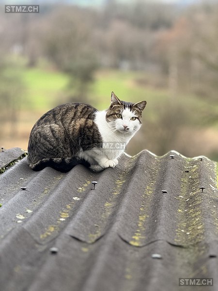 Rocky — Hauskatze ♂, Vermisst seit 28.08.2025, Obfelden (ZH)