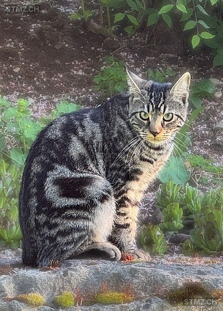 Buddy — Hauskatze ♂, Vermisst seit 14.08.2025, Lommiswil (SO)