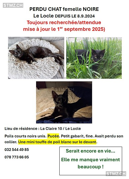 Shei-Shei — Hauskatze ♀, Vermisst seit 08.09.2024, Le Locle (NE)