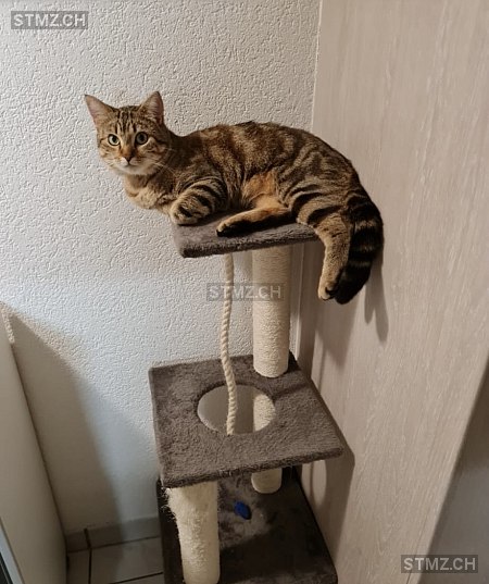 Fripouille — Hauskatze ♂, Vermisst seit 24.03.2025, Cugy FR (FR)