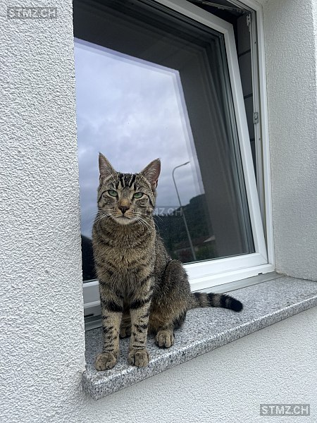 Masha — Katze ♀, Vermisst seit 29.08.2025, Rebstein (SG)