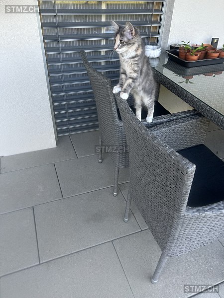 Lea — Hauskatze ♀, Vermisst seit 30.08.2025, Arch (BE)
