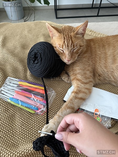 Balù — Hauskatze ♂, Vermisst seit 29.08.2025, Biasca (TI)