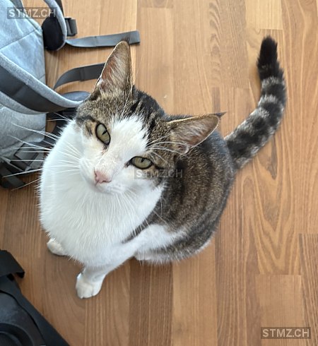 Anouk — Hauskatze ♂, Vermisst seit 14.08.2025, St. Gallen (SG)