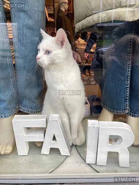 Lewis — Katze ♂, Vermisst seit 10.09.2025, Bern (BE)