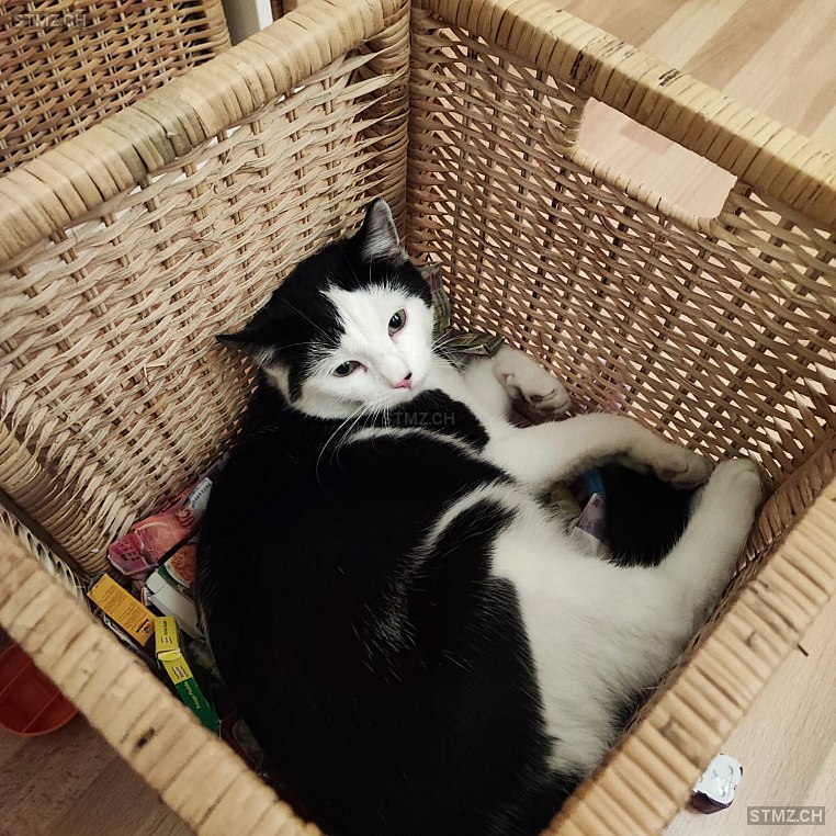 Fläckli — Hauskatze ♂, Vermisst seit 01.09.2025, Buchs AG (AG)