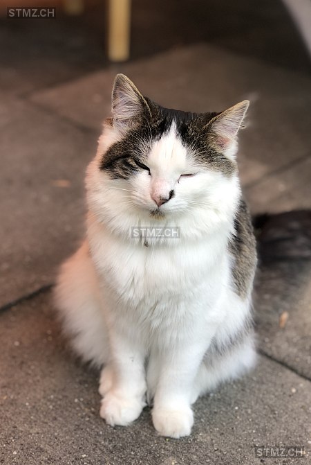 Mia — Hauskatze ♀, Vermisst seit 31.08.2025, Innereriz (BE)