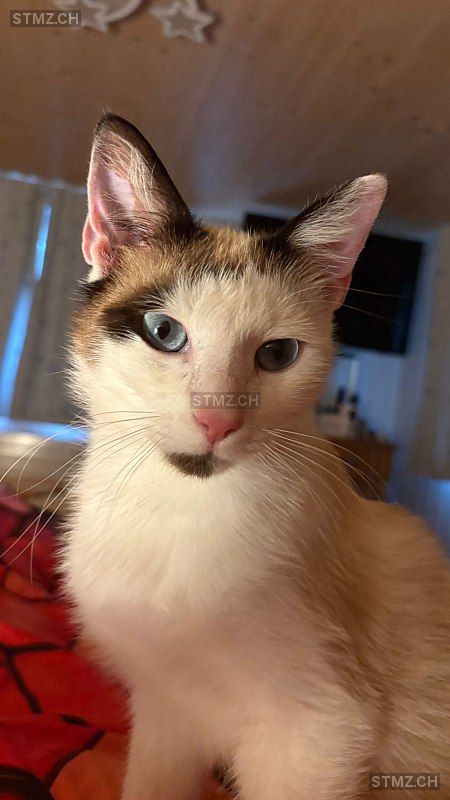 Navajo — Katze ♂, Vermisst seit 01.09.2025, Rorschacherberg (SG)