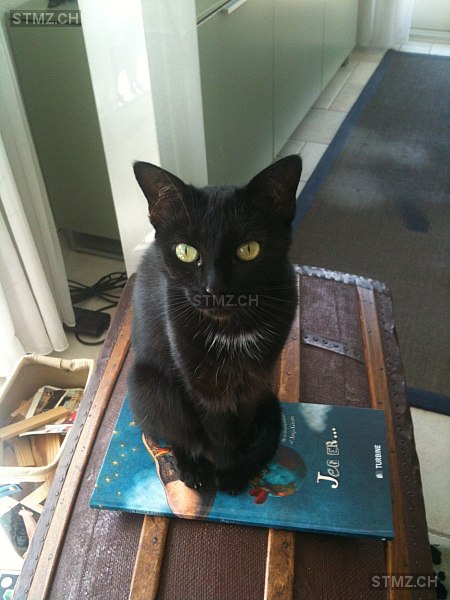 Mina — Hauskatze ♀, Vermisst seit 01.09.2025, Witterswil (SO)