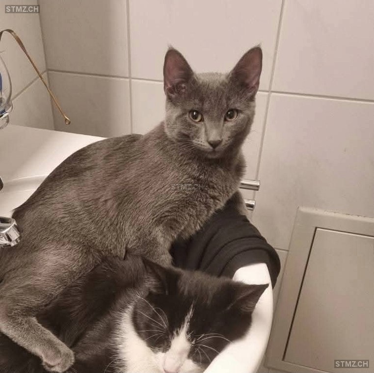 Ari — Hauskatze ♂, Vermisst seit 12.06.2025, Klingnau (AG)