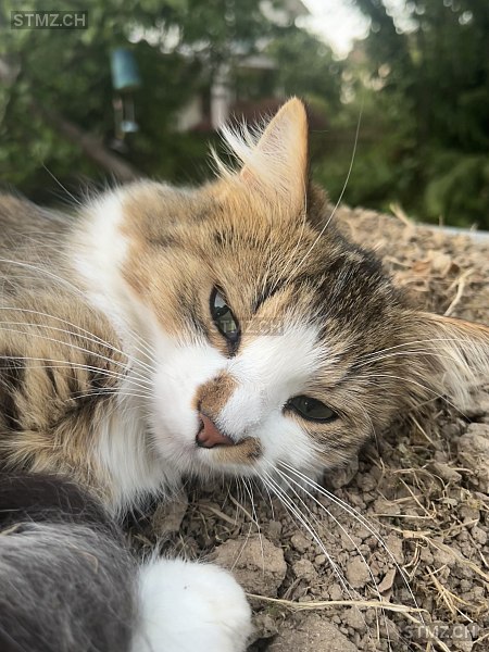 Lilly — Hauskatze ♀, Vermisst seit 30.08.2025, Utzenstorf (BE)