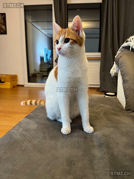 Leo — Hauskatze ♂, Vermisst seit 24.08.2025, Trin (GR)