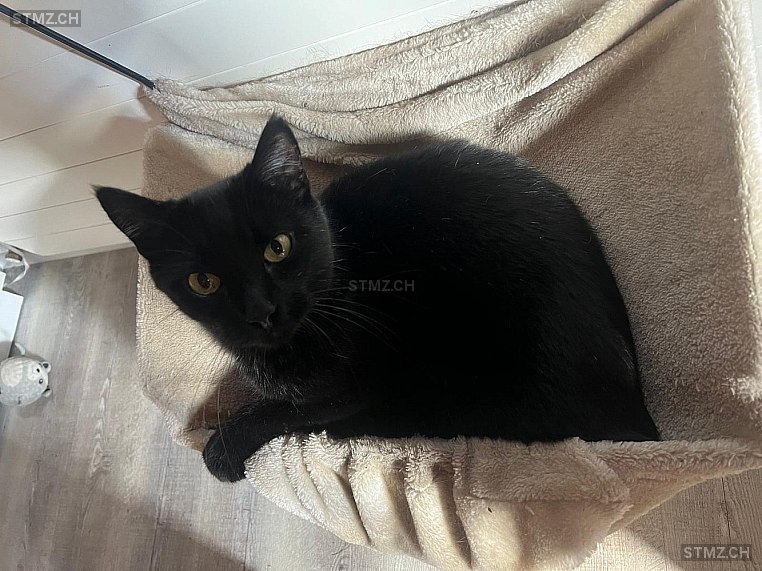 Neri — Hauskatze ♂, Vermisst seit 28.08.2025, Homberg bei Thun (BE)