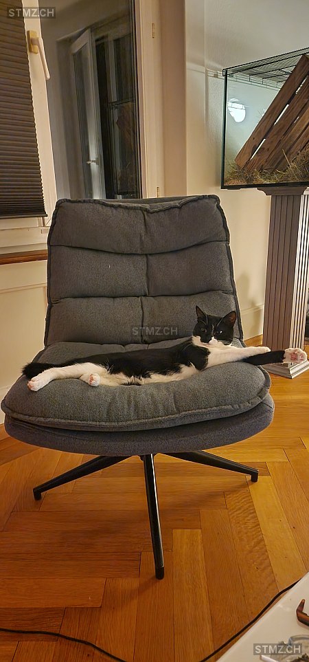 Mallow — Hauskatze ♀, Vermisst seit 28.08.2025, Peseux (NE)