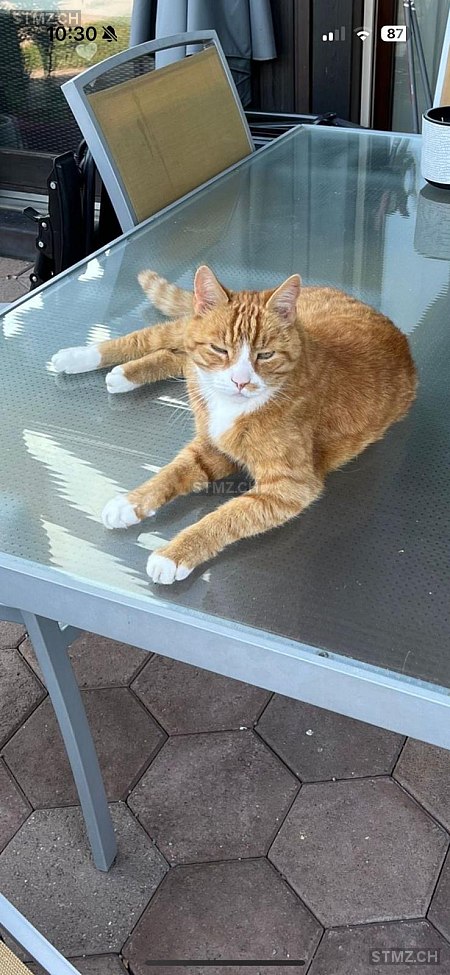 Flo — Katze ♂, Vermisst seit 04.09.2025, Lachen SZ (SZ)