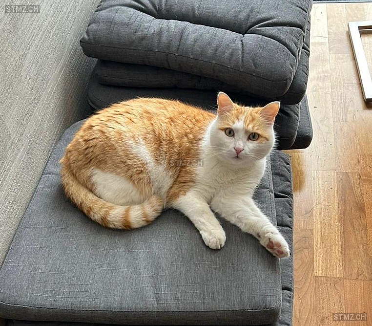 Lobo — Hauskatze ♂, Vermisst seit 03.09.2025, Schaan (FL)