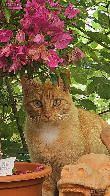 Nala — Hauskatze ♀, Vermisst seit 18.08.2025, Burg AG (AG)