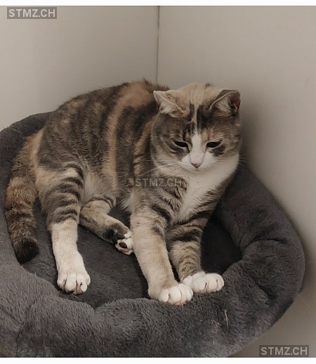 Luna — Hauskatze ♀, Vermisst seit 02.09.2025, St. Niklaus VS (VS)