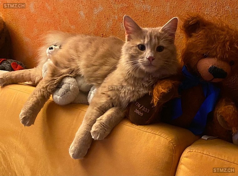 Lucky — Hauskatze ♂, Vermisst seit 03.09.2025, Sattel (SZ)