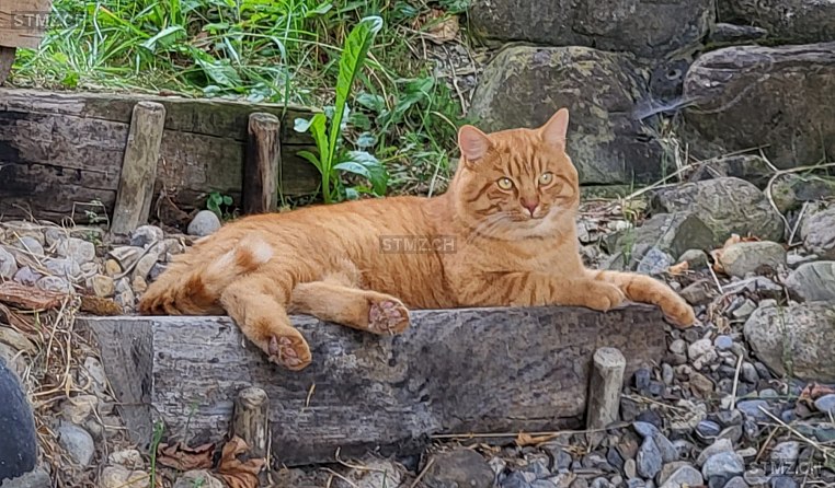 Mäx — Hauskatze ♂, Vermisst seit 03.09.2025, Mogelsberg (SG)