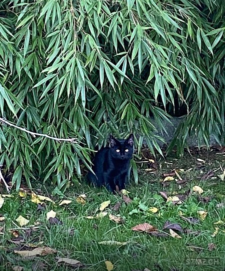 Mick — Hauskatze ♂, Vermisst seit 23.08.2025, Kaiseraugst (AG)