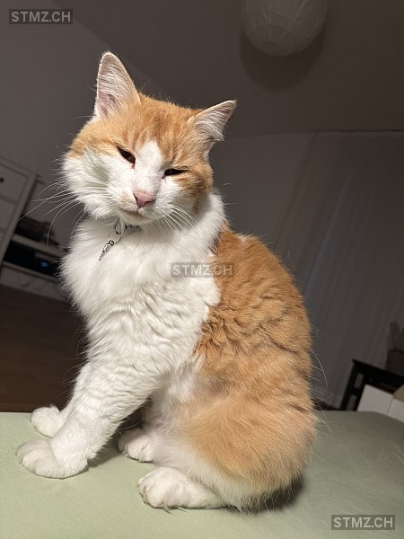 Garfield mit dem Stummel-Schwanz — Hauskatze ♂, Vermisst seit 16.08.2025, Baar (ZG)