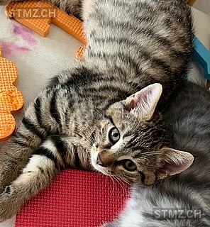 Panda — Hauskatze ♂, Vermisst seit 05.09.2025, Utzenstorf (BE)