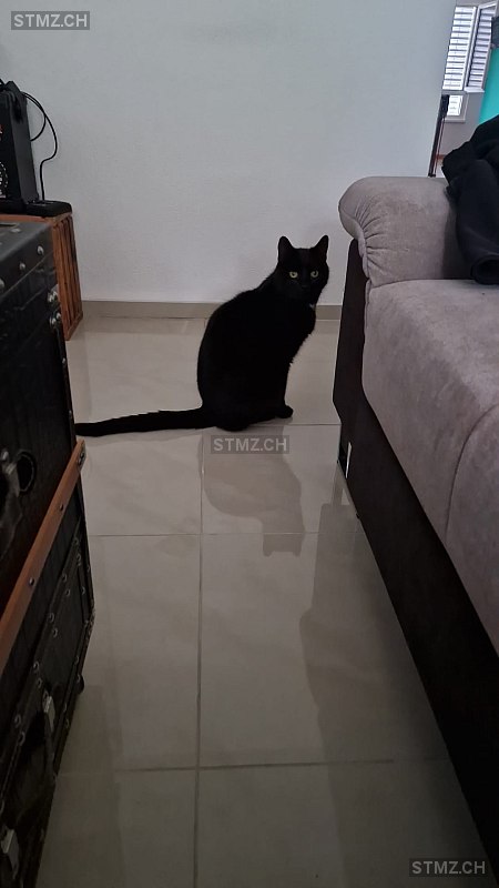 Starlight — Hauskatze ♂, Vermisst seit 02.09.2025, Mühledorf SO (SO)