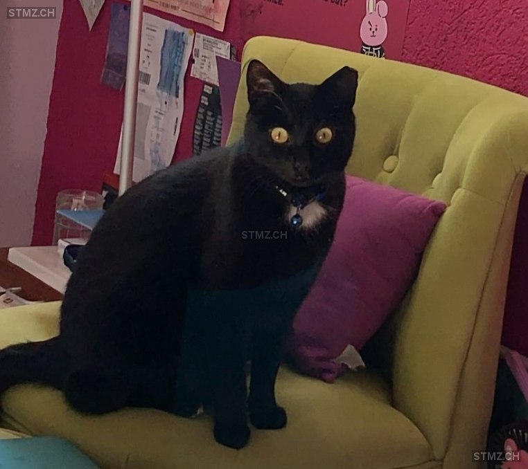 Dino — Hauskatze ♂, Vermisst seit 18.08.2025, Le Vaud (VD)