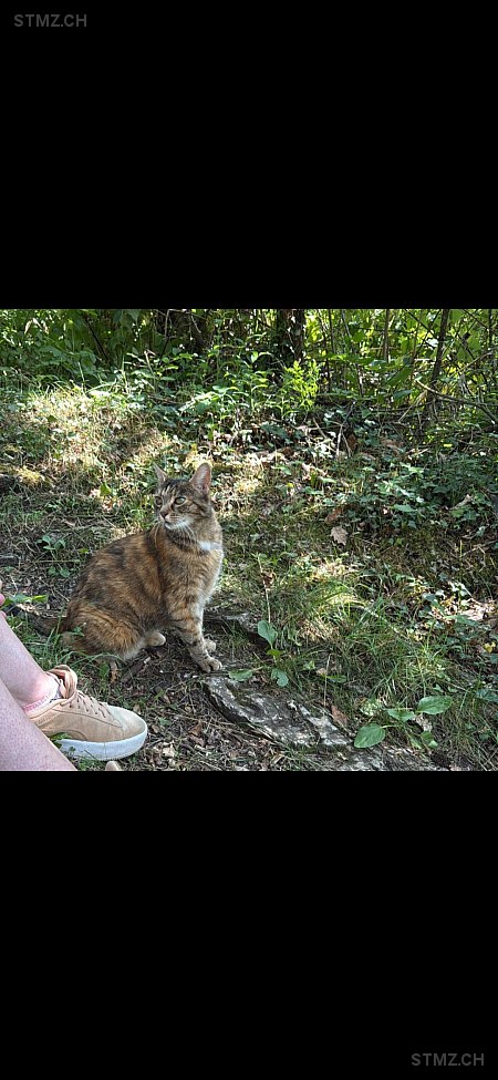 Luna — Hauskatze ♀, Vermisst seit 18.08.2025, Trin (GR)